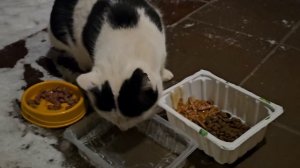 🔥Бычковский бежал вперёд машины 🐈