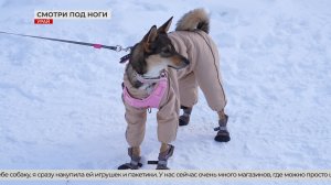 Проблема выгула животных в Урае