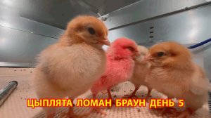 Цыплята Ломан Браун с нуля День 5 - что изменилось за сутки 😄🐥