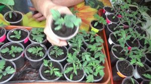 ПОСЕВЫ 2026-73.  Нужно ли удалять листья у Томатных Гномов при пикировке? Ответ на вопрос