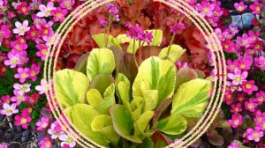 Декоративные многолетние растения семейства "Камнеломковые".