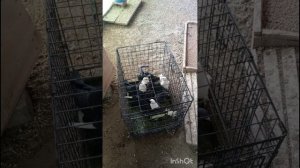 голуби Ломова Новые с Перми