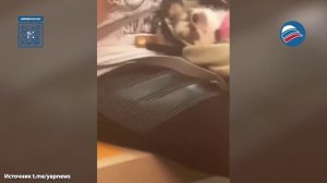 Креативный подход: когда в метро Нью-Йорка запретили провозить собак без переноски