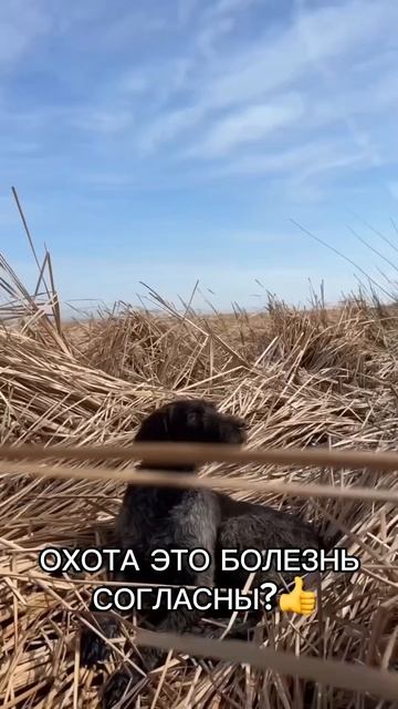 Охота эта болезнь, согласны? #охота #жизнь