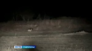 Ставрополье считает диких зверей: начался учёт популяции