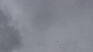 Николаевские голуби Часть вторая 03 марта 2026