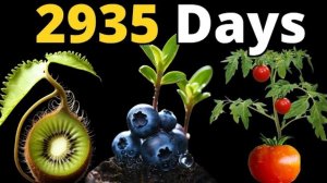 Я снимал 8 лет это видео. Таймлапс.