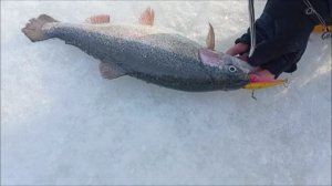 Форель проявляет себя по всей акватории. Спорт-зона. Клёвое место Лосиный остров.