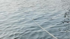 ОХОТА на УКЛЕЙКУ