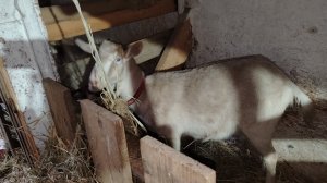 13-03-2026 Как выбирать козу.