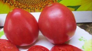 ПОСЕВЫ 2026-69. Для теплицы посеяла томат Сибирский бройлер. Очень урожайный!