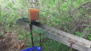 Мою Золото на Золотом острове!