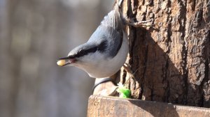 Дятел, поползень и белка. Зарисовка