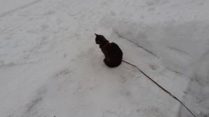 Сугробов набуранило.