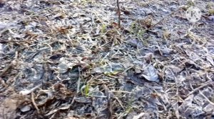 Пробуждение природы...