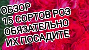 ОБЗОР 15 СОРТОВ РОЗ. ОБЯЗАТЕЛЬНО ПОСАДИТЕ ЭТИ РОЗЫ.