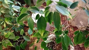 Каучуконосный Фикус Милана, уход