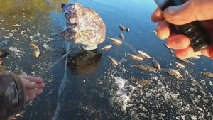 нарвались на рыбное место ГОРБАТЫХ-ПОЛОСАТЫХ ЛОВИМ В ПРИГЛЯДКУ)!