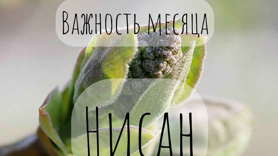 Важность месяца Нисан