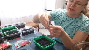 Томаты посеяла! Бархатцы тоже! Посевная на рассаду почти завершенна!👍Ура-а-а! 🙂