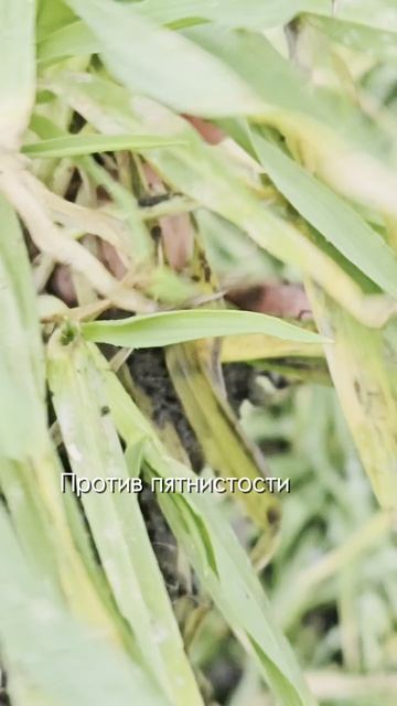 Как защитить озимый ячмень весной при высоком запасе болезней с осени #фунгициды