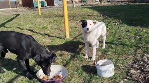 День 💯 стольника у кошек! 🐱🐱🐱