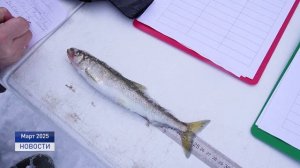 ИНДИГА ГОТОВИТСЯ К ФЕСТИВАЛЮ КОРЮШКИ