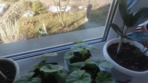 Домашние дела, хлеб едим свой. Рассада и комнатные цветы