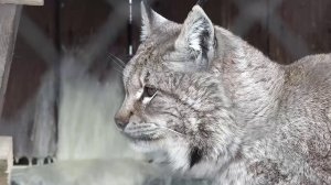 СИМВОЛ СИБИРСКОЙ ПРИРОДЫ ПОД УГРОЗОЙ