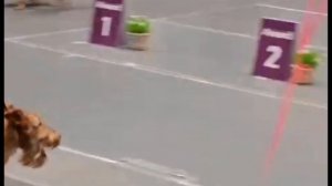 Ирландские терьеры : Итен на выставке собак. Нижний Тагил 2026