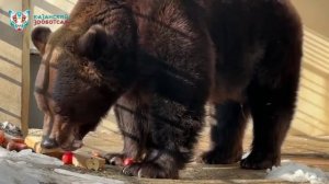 Весна официально наступила: в Казанском зоопарке проснулся медведь Фомка