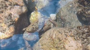 ПОСМОТРИТЕ ЭТО ЧЕРНОМОРСКИЙ КРАБ