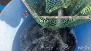 Пополнение садков Форелью