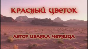 КРАСНЫЙ ЦВЕТОК 2