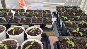 Пятница 13-го. Обзор рассады в теплице