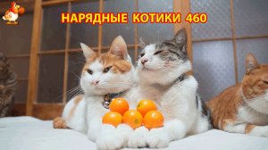 Нарядные Котики расслабляются на солнышке 🌞 🐈🐈🐈 (460)