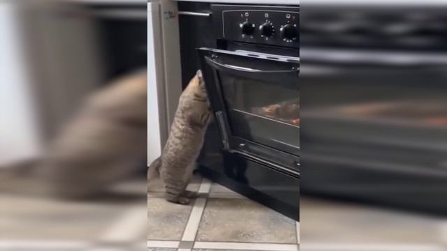 Смешные видео с животными 😂😂 | #веселыекоты #funny #прикольныекоты