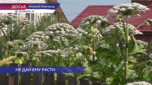 Депутаты регионального парламента разрабатывают перечень растений, которые надо уничтожать