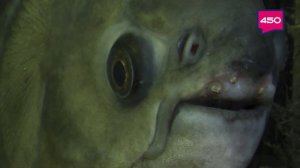 Такое утро. Елена Кива. Тёмный паку.