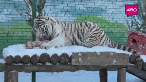 Такое утро. Елена Кива. Бенгальский тигр.