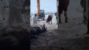 ❗️🐂Уничтожение скота дошло и до Пензенской области. Жители говорят, что животные абсолютно здоровы