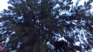 ШАХ ЮНУСОВ*"ЖЕЛАННАЯ**Воспоминания об Отдыхе в ТУРЦИИ. Отель НОВО ПАРК.