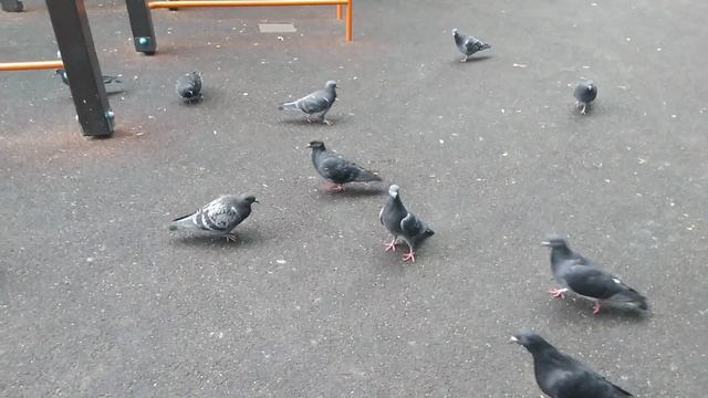 НАШИ ЗНАКИ ч 2 ( хорошие)