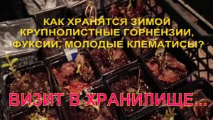 КАК ЗИМУЮТ КРУПНОЛИСТНЫЕ ГОРТЕНЗИИ, МОЛОДЫЕ КЛЕМАТИСЫ И ФУКСИИ? ВИЗИТ В ХРАНИЛИЩЕ.