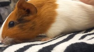 вот мой питомец)как вам? он ооооочень милый и кст зовут его Геша да странное имя но мне оно нравится