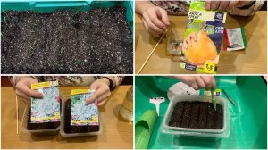 9-11 марта. ВСХОДЫ ПЕРЦА. ЛУК на РАССАДУ. Посадка ЦИНЕРАРИИ