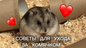 СОВЕТЫ ПО УХОДУ ЗА ХОМЯКОМ! 🐹