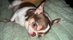 Доброго всем вечера и самой спокойной ночи.