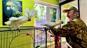 Влад зашел забрать Киру, а Жорик прямо распушил крылья и пошел его пугать!