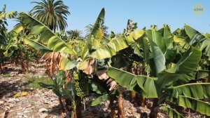 Почему бессемянные фрукты могут обернуться действительно плохо